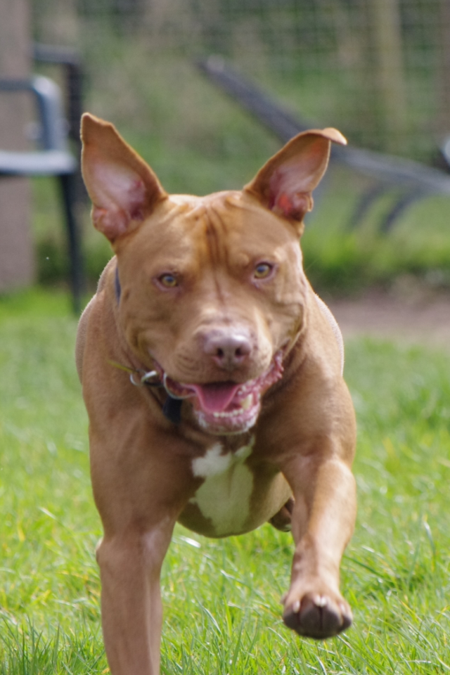 sponsor a dog - dog rescue dorset - waggy tails rescue