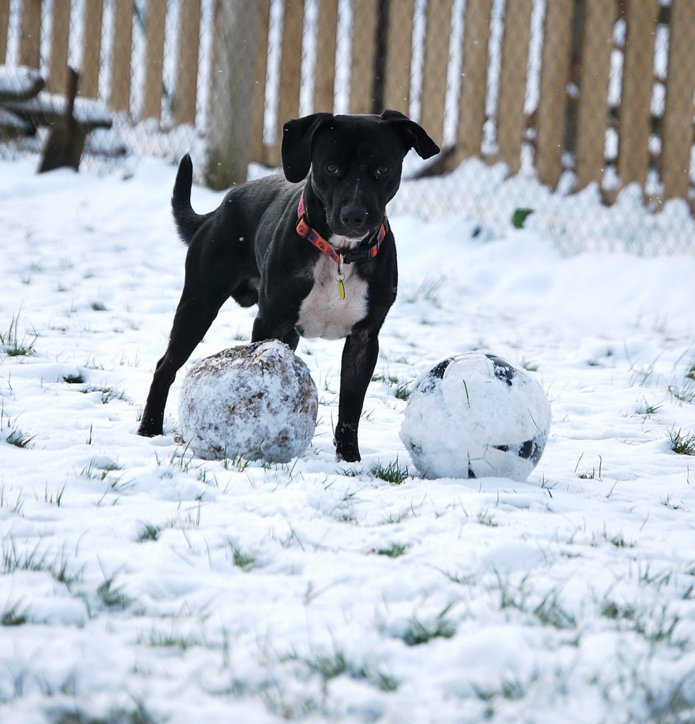 roman 2 dog rescue dorset waggy tails rescue