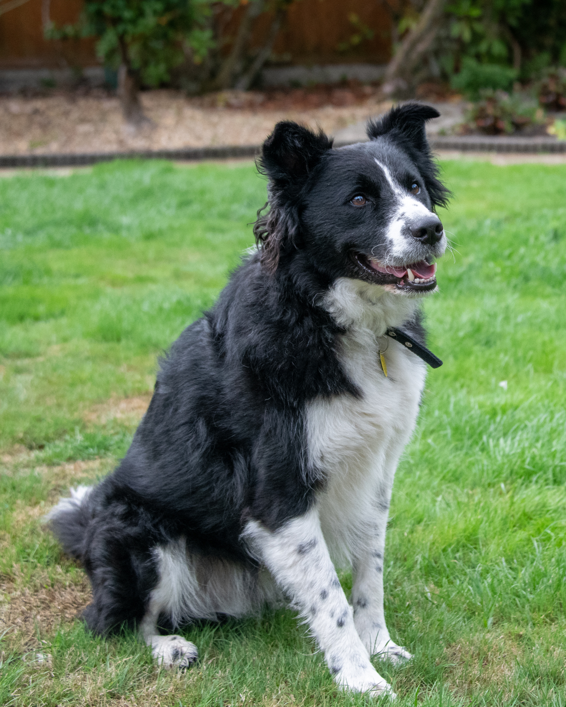 Dogs Dog Rescue Dorset Waggy Tails Rescue