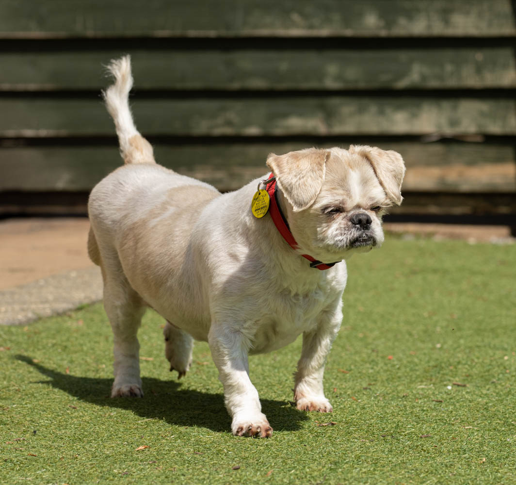 Dogs Dog Rescue Dorset Waggy Tails Rescue dogs-dog-rescue-dorset-waggy-tails-rescue