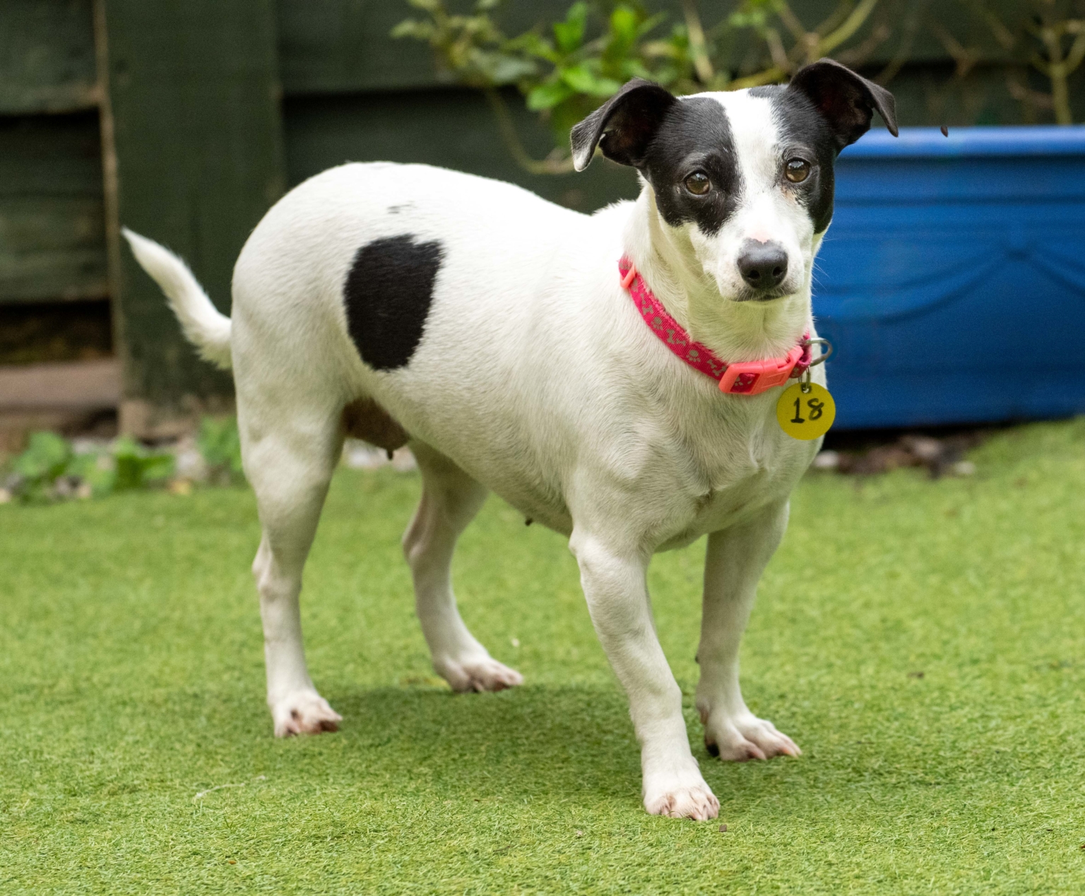 Dogs Dog Rescue Dorset Waggy Tails Rescue dogs-dog-rescue-dorset-waggy-tails-rescue
