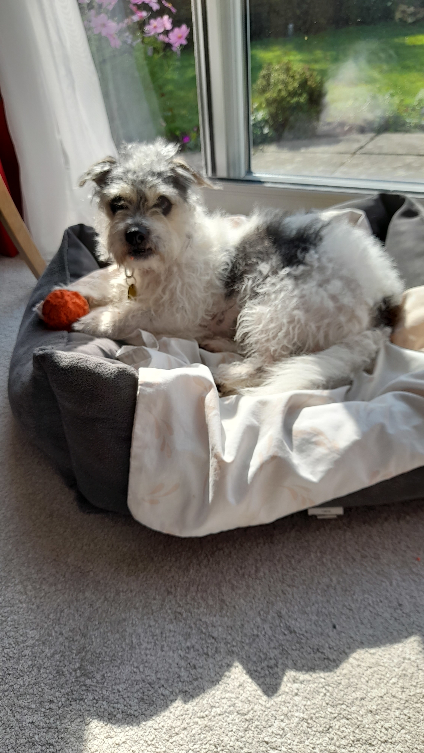 Dogs - Dog Rescue Dorset - Waggy Tails Rescue