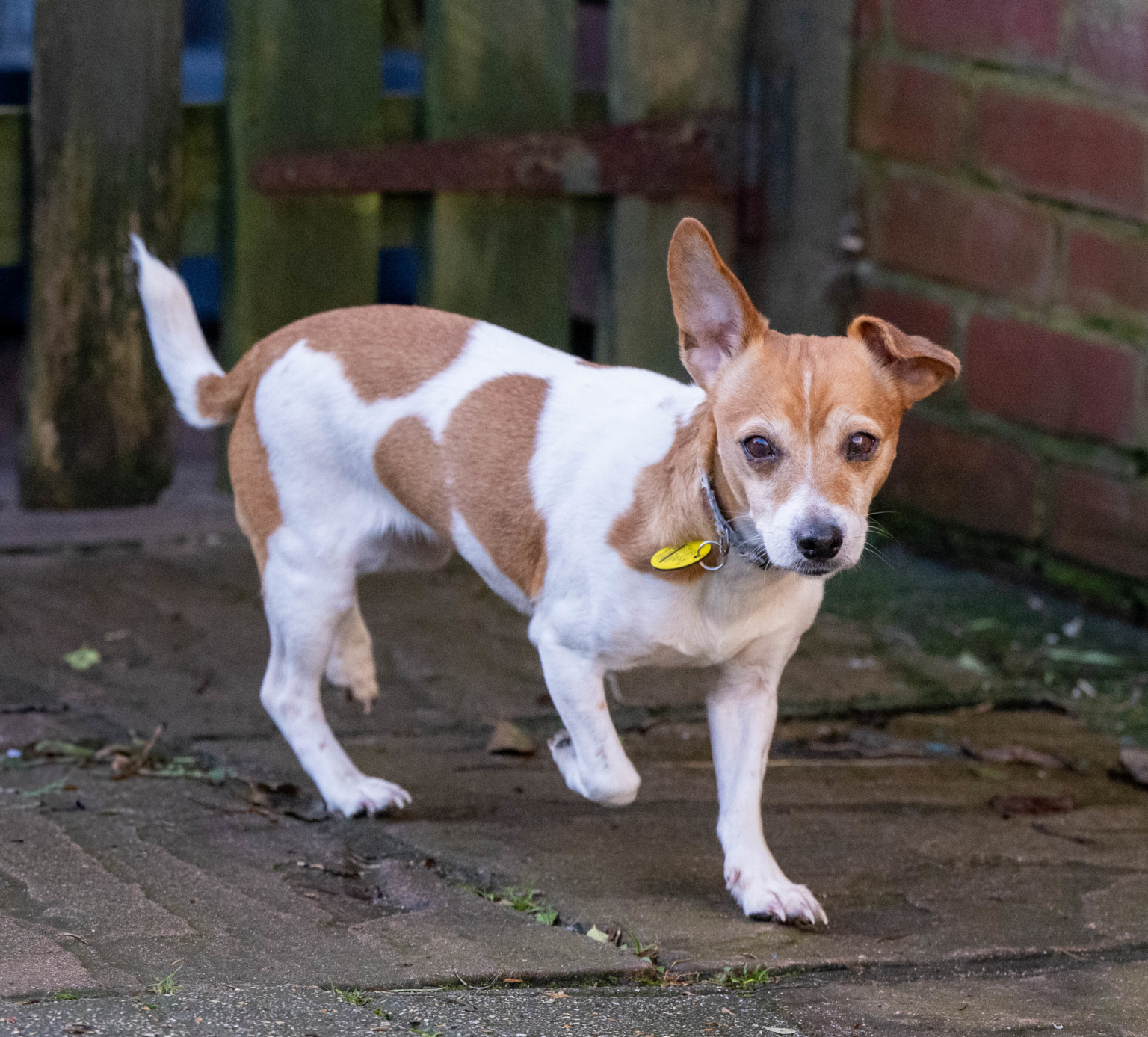 Dogs Dog Rescue Dorset Waggy Tails Rescue dogs-dog-rescue-dorset-waggy-tails-rescue
